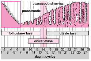 Menstruatie en ovulatie praktijk Vita Nova